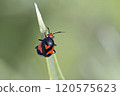 Deraeocoris schach is a species of plant bugs belonging to the family Miridae, Greece 120575623