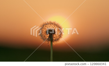 Morning Sunlight. White Fluffy Dandelion. Dandelion Swinging On Blue Green Background. Dandelion Seeds In Beautiful Background. Gimbal shot. 120668341