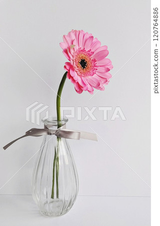 Single pink gerbera daisy in an elegant glass vase with a ribbon, minimalist and stylish 120764886