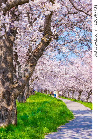 Okawazu Canal Cherry Blossom Tree Line 120967732