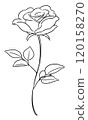 Simple single rose illustration line drawing 120158270