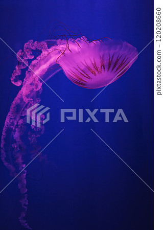 macro shooting under water chrysaora plocamia jellyfish 120208660