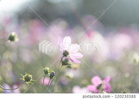 Light pink cosmos 120238388