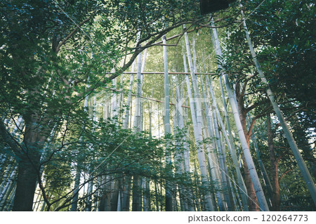 Treasure Temple of Kamakura 120264773