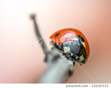 Close-Up of a Ladybug on a Twig 120283515