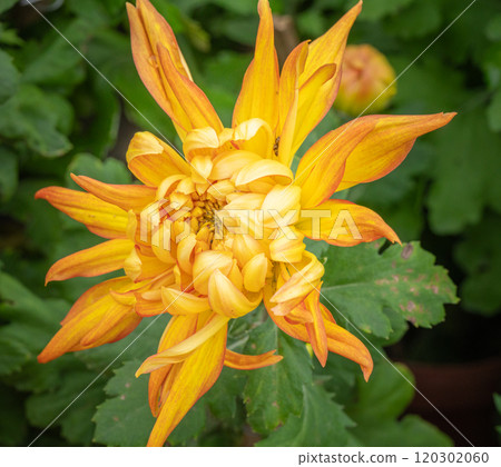 Orange chrysanthemums in the park 120302060