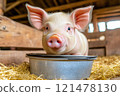 Indoor farm pen with a well-fed pig and straw bedding 121478130