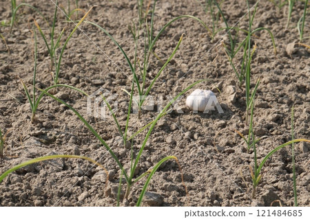 Field pea plant on farm for harvest are cash crops 121484685