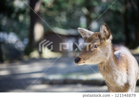 奈良公園的鹿 121548879