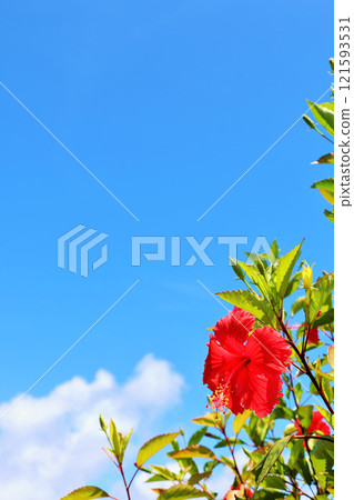 沖繩波照間島藍天和芙蓉 121593531