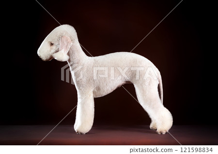 Bedlington Terrier standing in breed position against dark background.  121598834