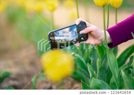 Girl taking a photo of yellow tulips field on smartphone. Springtime moments and nature concept. 121641659