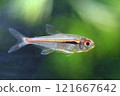 Beautiful red line tetra fish 121667642