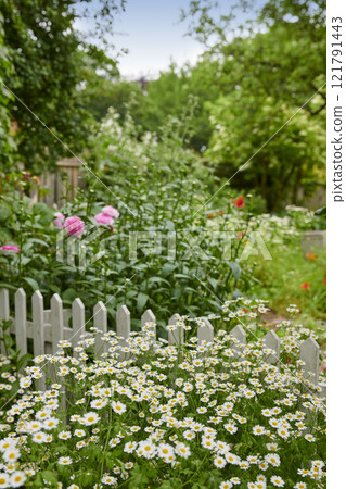 Colorful plants in a cultivated green area. A bright green garden with vibrant flowers outdoors on a spring day with a white picket fence. Beautiful lush foliage in a backyard on a sunny summer day. 121791443