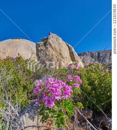 Rocky mountain side with plants flowers and clear blue sky on a sunny Summer day. Beautiful isolated relaxing and tranquil scene in nature. Wilderness located in the Western Cape of South Africa 121819830