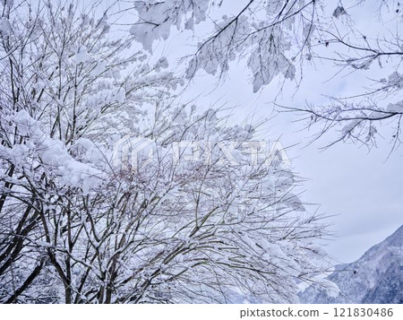 Snow falling in Iya, Tokushima 121830486