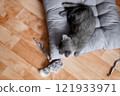 little gray kitten lying on gray pillow on floor next to his toy, top view 121933971