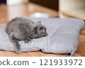 a small gray kitten lies on a gray pillow on the floor and sleeps sweetly, copy space 121933972