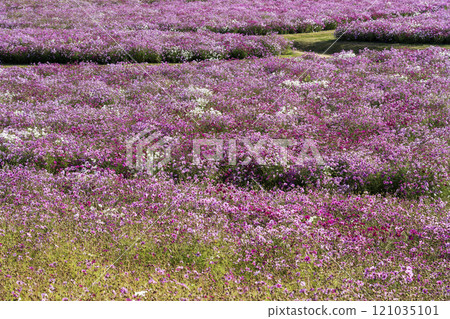 Cosmos field at Uminonakamichi Seaside Park 121035101