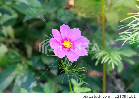 Cottage garden. Cosmos is blooming. Nature floral background. Cosmos flowers in meadow. Ornamental garden plant. 121097191