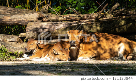 Family of Banteng, Bos javanicus or Red Bull is a type of wild cattle. 121123844