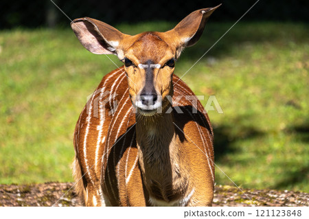 Nyala Antelope - Tragelaphus angasii. Wild life animal. 121123848