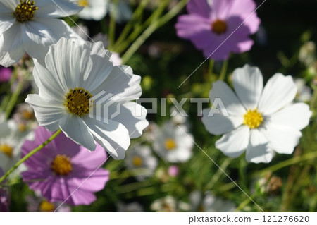 White flower cosmos with yellow bud center. Aster with petals close-up macro 121276620