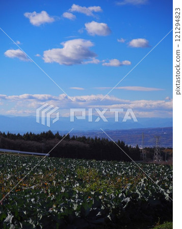 Fall cabbage field 121294823