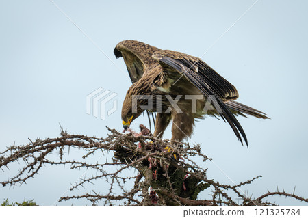 Steppe eagle gnaws carcase on whistling thorn 121325784