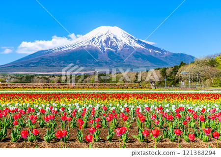 Mt. Fuji and Tulips ~Yamanakako Flower Park~ 121388294