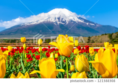 Mt. Fuji and Tulips ~Yamanakako Flower Park~ 121388308