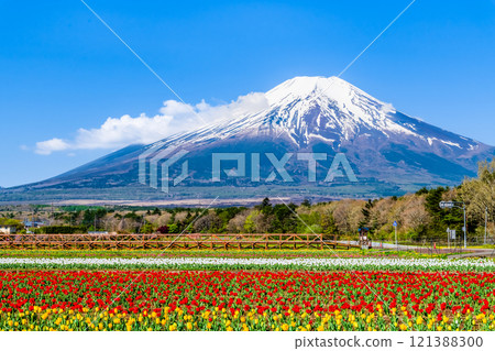 Mt. Fuji and Tulips ~Yamanakako Flower Park~ 121388300