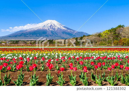 Mt. Fuji and Tulips ~Yamanakako Flower Park~ 121388302