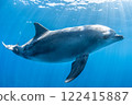 Dolphin 122415887