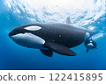 Parent and child of killer whale 122415895