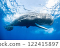 Parent and child of sperm whale 122415897