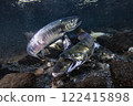 Salmon spawning 122415898