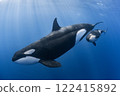 Parent and child of killer whale 122415892