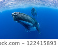 Parent and child of humpback whale 122415893