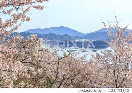 從聖福寺山公園的櫻花樹下眺望龍王島、押芝島、飛島 122453530