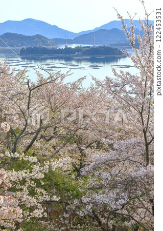 從聖福寺山公園的櫻花樹下眺望龍王島、押芝島、飛島 122453531