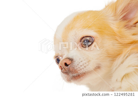 Chihuahua dog breed white with red color isolate on white. 122495281