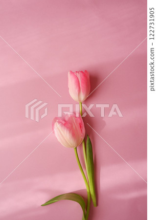 Pink tulip flowers blooming on a pink background 122731905