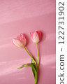 Pink tulip flowers blooming on a pink background 122731902