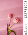 Pink tulip flowers blooming on a pink background 122731903