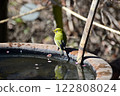 White-eye at Mukojima Hyakkaen 122808024