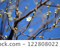 Plum blossoms, blue scroll, Mukojima Hyakkaen 122808022