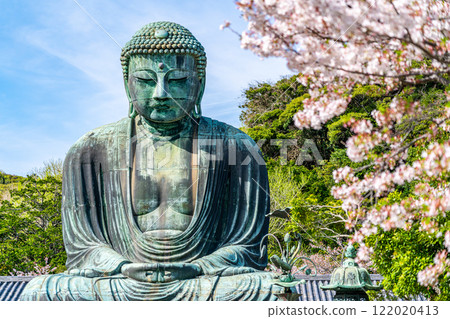 [Kanagawa Prefecture] Beautiful cherry blossoms and the Great Buddha of Kamakura 122020413