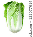 Chinese cabbage isolated 122077614