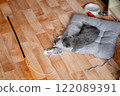 little gray kitten lying on gray pillow on floor next to his toy, top view 122089391